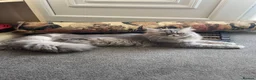 Persian cats for sale: 3 CHEEKY COLOURPOINT PERSIAN BOYS (READY FRI 17TH) - Advert 3