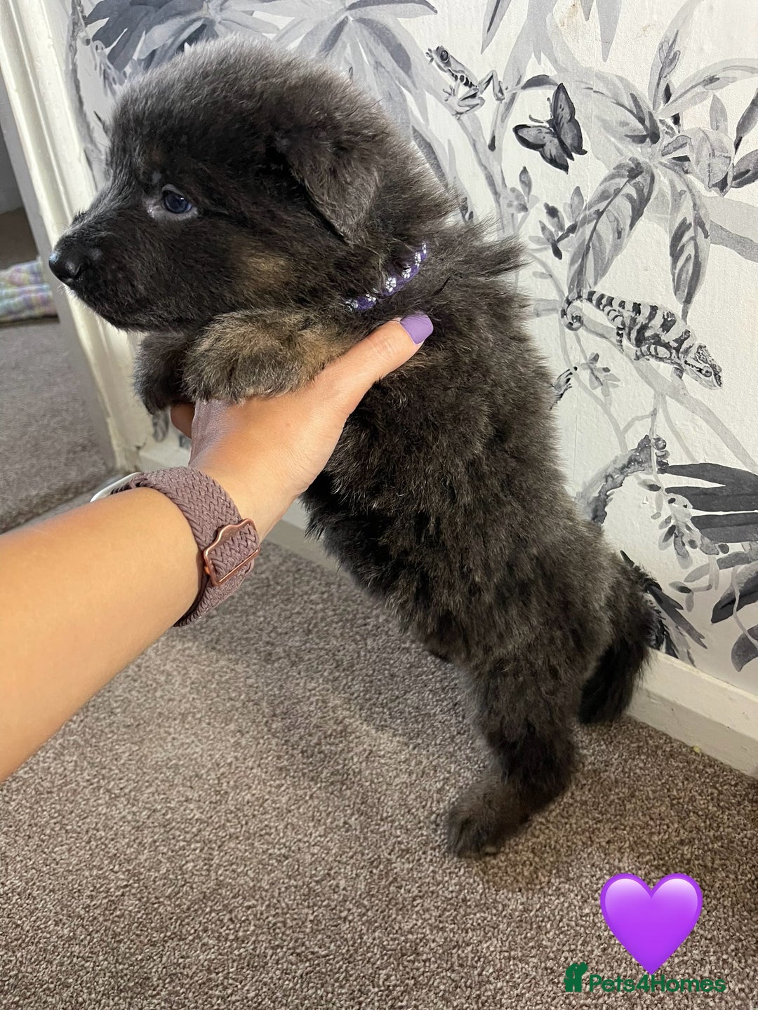 German Shepherd dogs for sale: German shepherd puppies  - Image 6