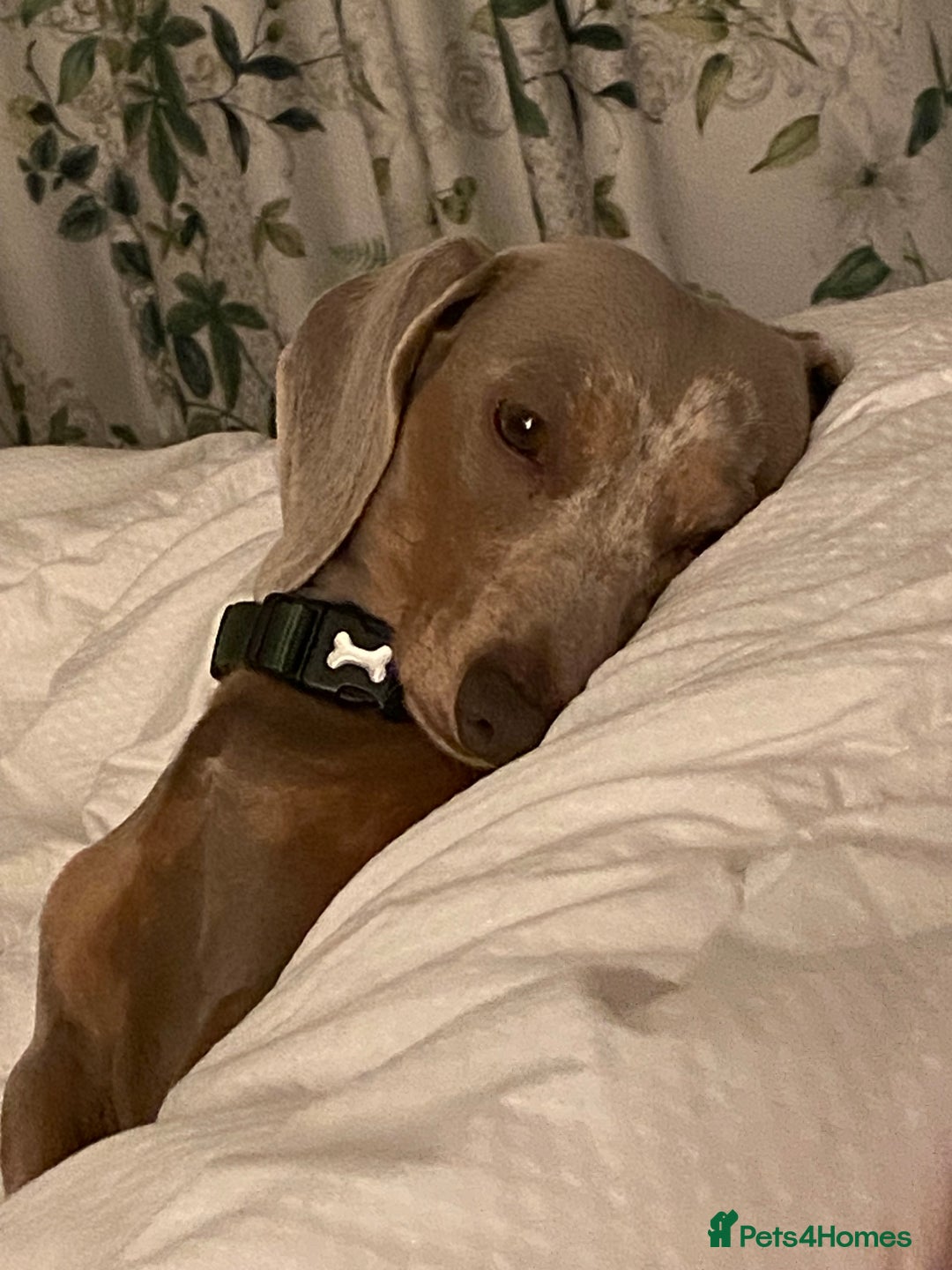 Miniature Dachshund dogs for sale: Miniature Dachsund Smooth Hair - Advert 12