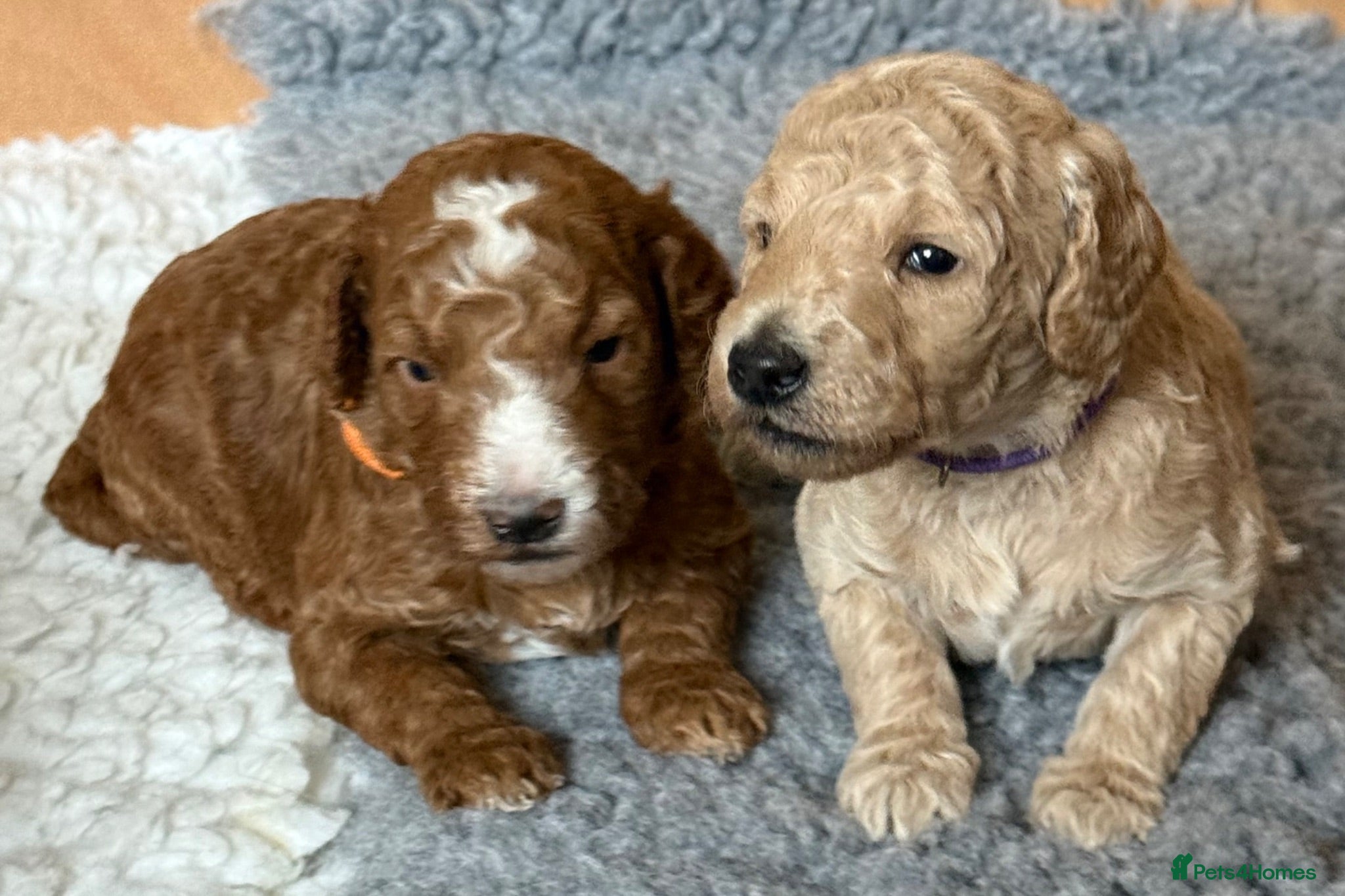 Double Doodle dogs Sunning littler of Australian Double Doodles  - Advert 1