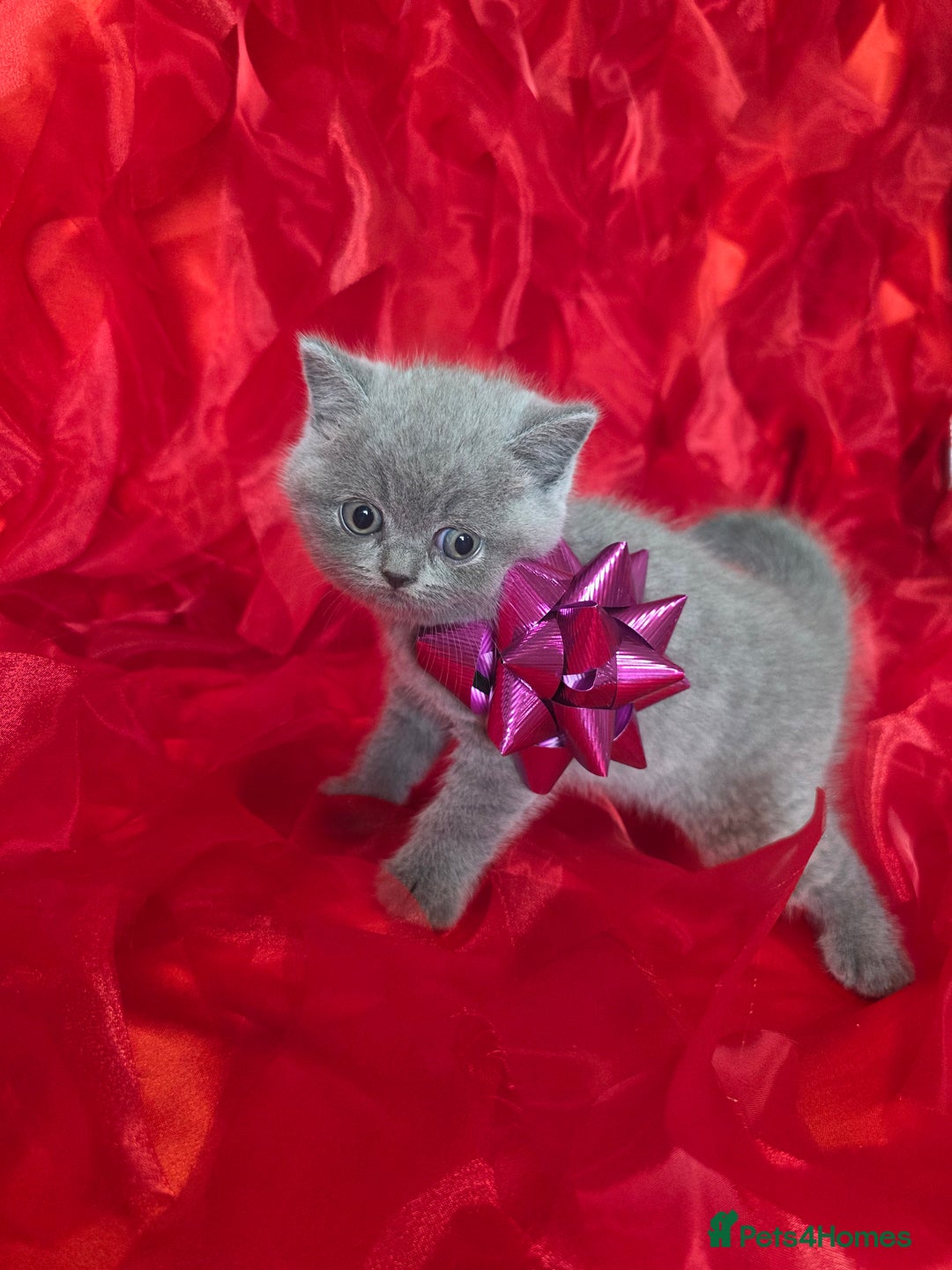 British Shorthair cats for sale: Beautiful British Shorthair Kittens for LovingHome - Advert 17