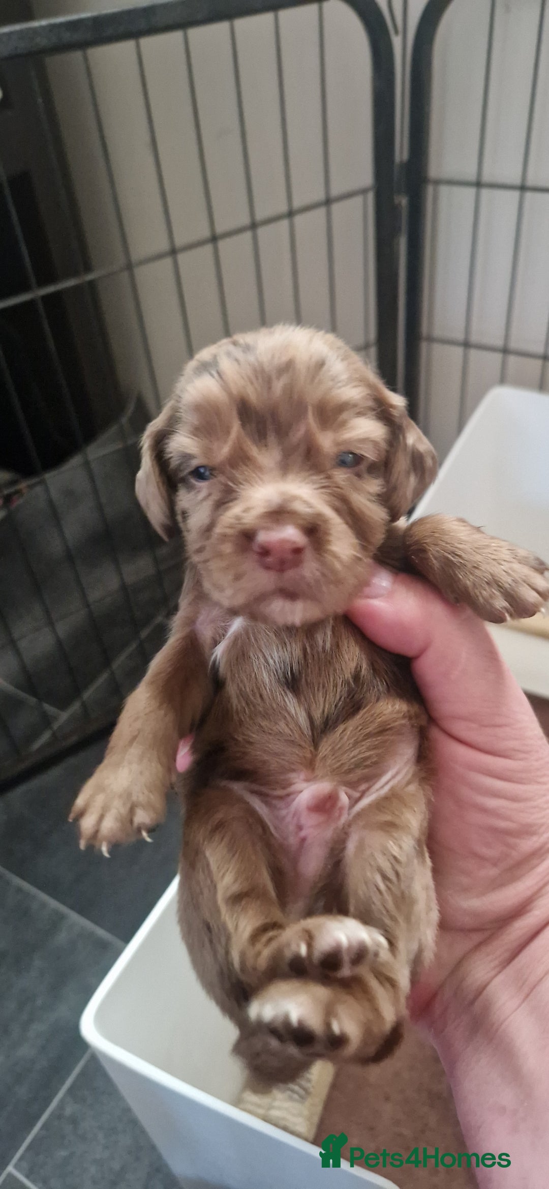 Cocker Spaniel dogs for sale: Cocker Puppies - Image 8