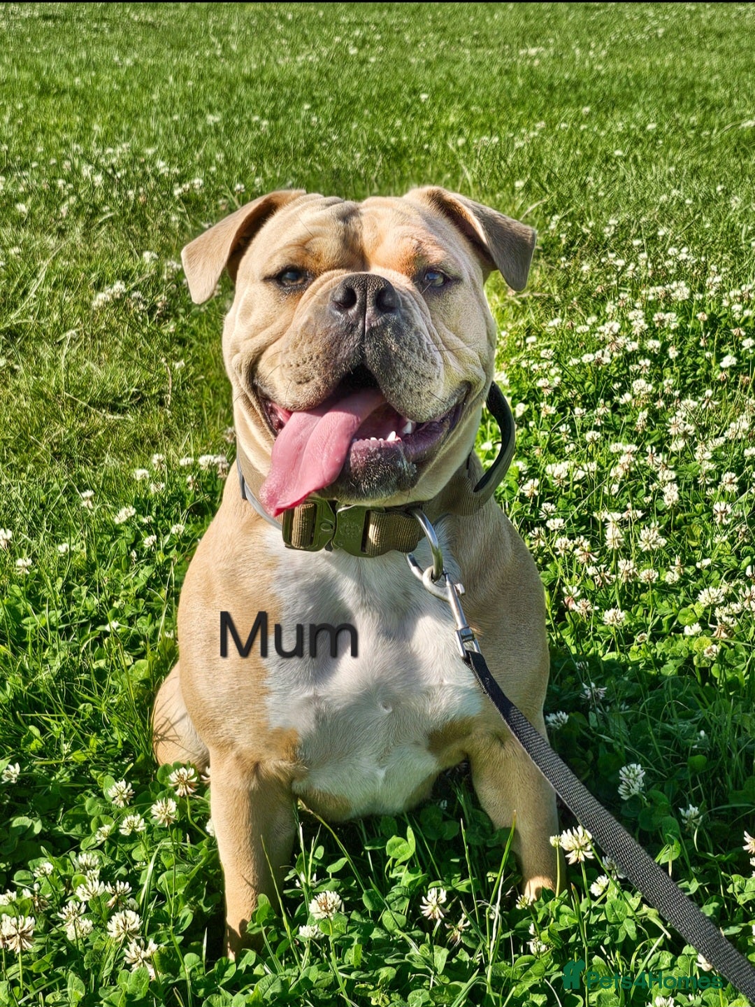 Olde English Bulldogge dogs for sale: Olde english bulldog  - Image 19
