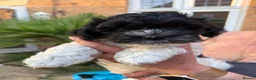 Havanese dogs for sale: Beautiful Havanese Puppies Ready Now - Advert 17