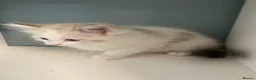 Ragdoll cats for sale: 4 TICA Registered Ragdoll girls available - Advert 27