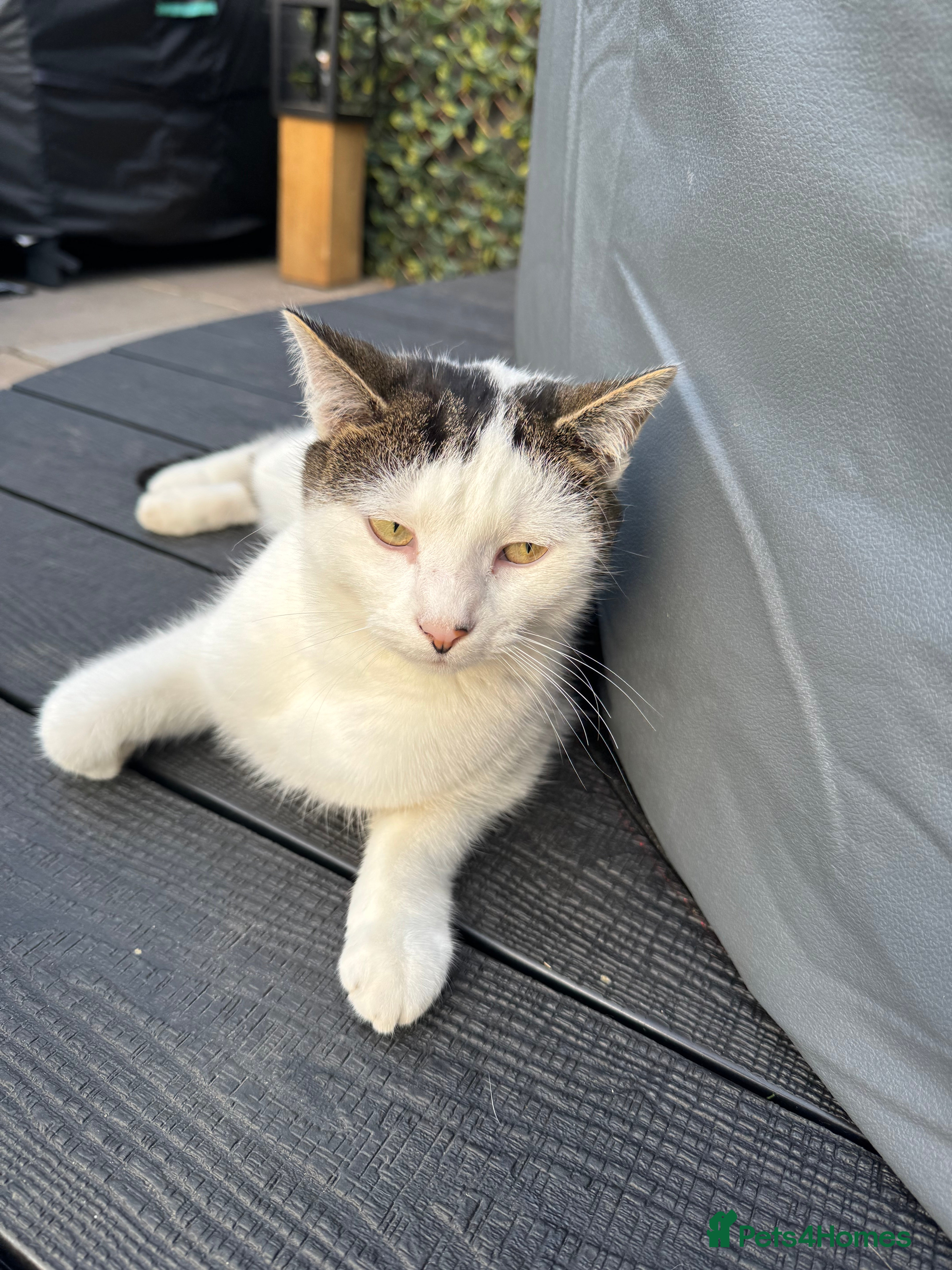 Mixed Breed cats Lovely 2.5 year old female cat needs forever home - Advert 5