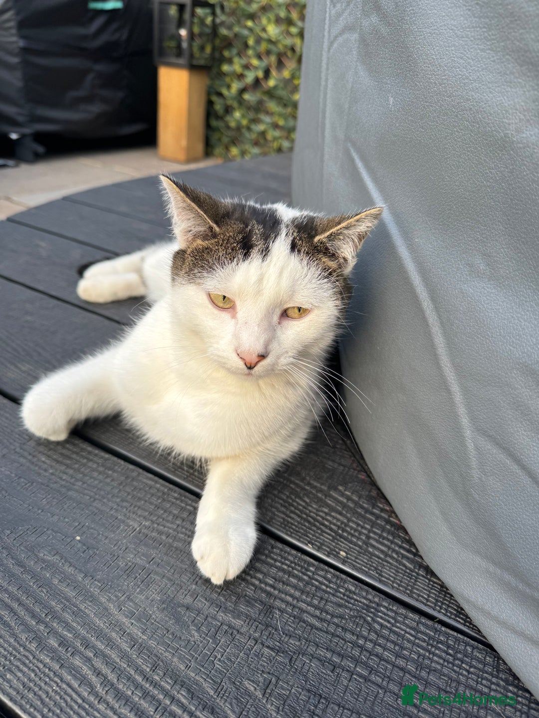 Mixed Breed cats for sale: Lovely 2.5 year old female cat needs forever home - Advert 1