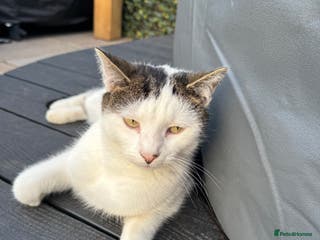 Mixed Breed cats Lovely 2.5 year old female cat needs forever home - Advert 5