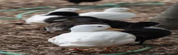 Ducks poultry for sale: Call ducklings for sale  in Sevenoaks - Advert 4