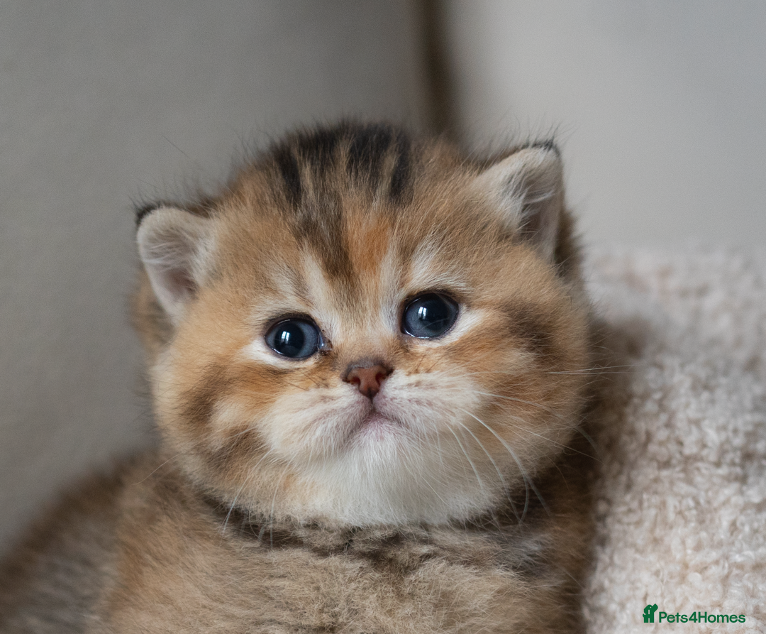 British Shorthair cats for sale: 1 girl available  - Advert 1