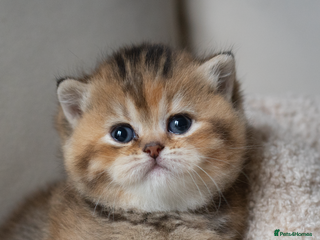 British Shorthair cats ✨Unique British✨2 left ! - Advert 13