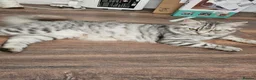 British Longhair cats for sale: Georgous silver silver & ginger Longhaired kittens - Advert 19