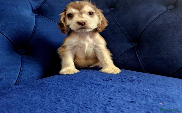 Cocker Spaniel dogs - Advert 3
