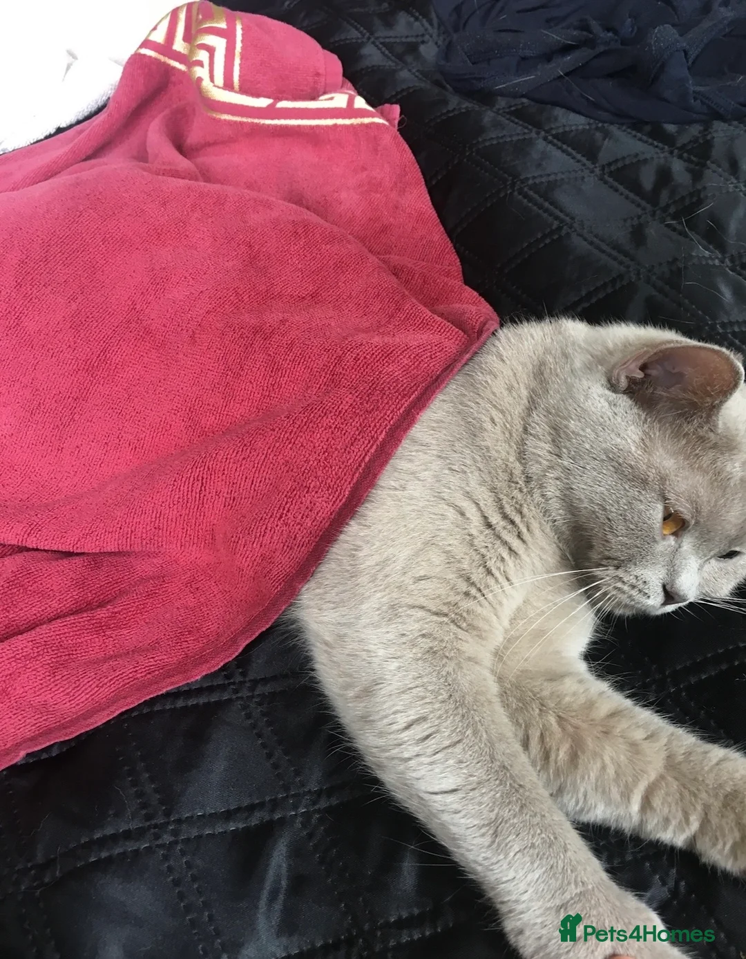 Scottish Fold cats for sale: Pedigree Scottish fold kittens  - Advert 2