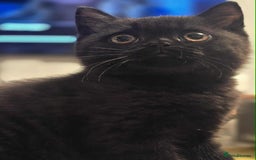 British Shorthair cats for sale: READY NOW GCCF reg BSH kittens - Image 35