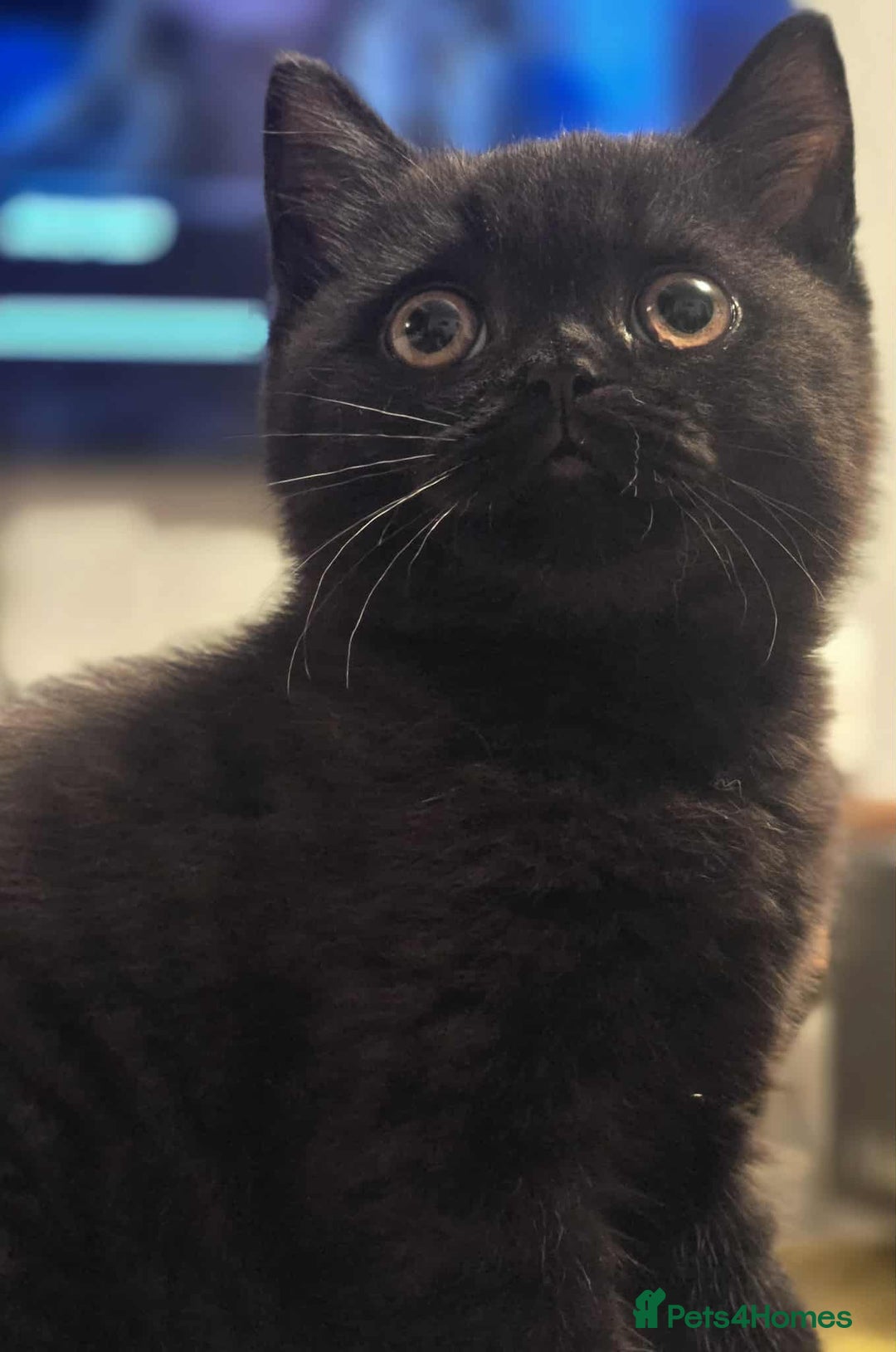 British Shorthair cats for sale: READY NOW GCCF reg BSH kittens - Image 35