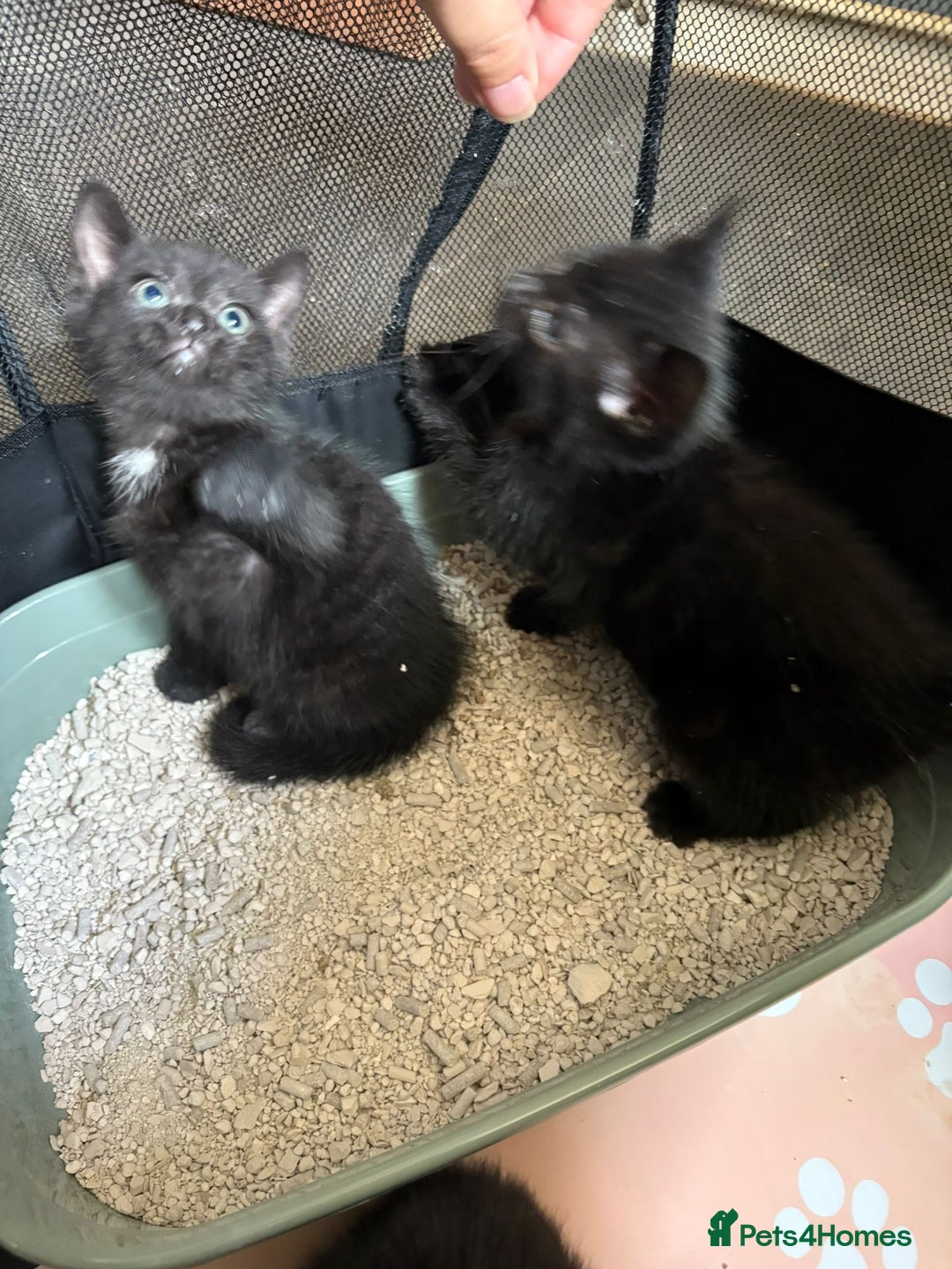 Mixed Breed cats for sale: Beautiful kittens ready for new homes now  - Image 7