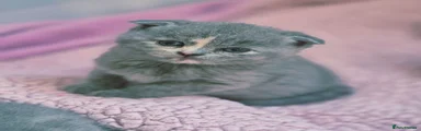 Scottish Fold 2