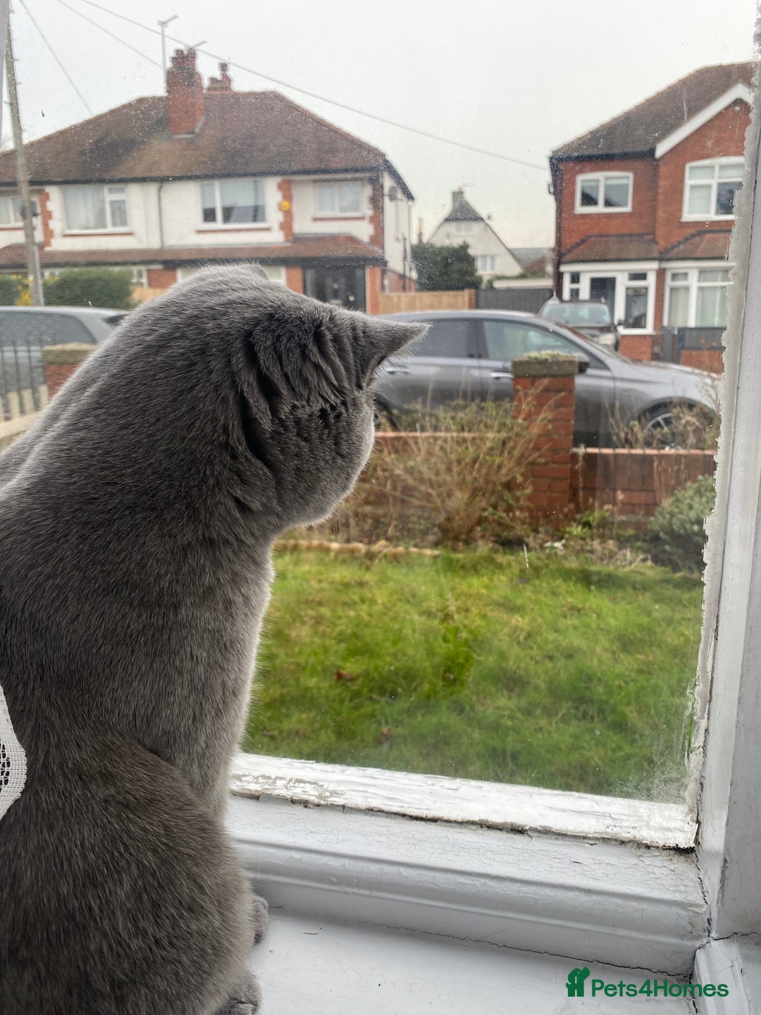 British Shorthair cats for sale: British Shorthair Male – Plush Silver Coat - Advert 13