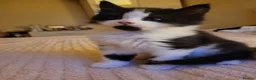 Turkish Angora cats for sale: Turkish angora mixed - Advert 8