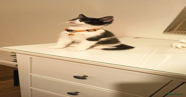 Mixed Breed cats - Advert 6