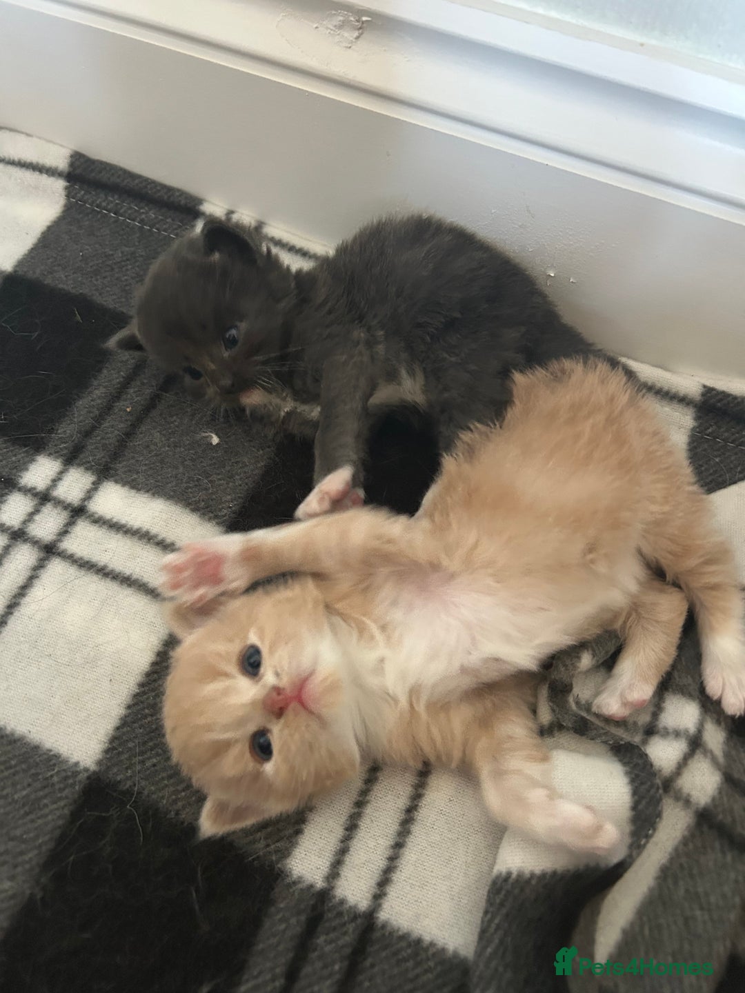 British Longhair cats for sale: Beautiful British longhair kittens - Image 5