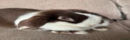 Netherland Dwarf rabbits for sale: Autumn and buttercup  - Advert 8