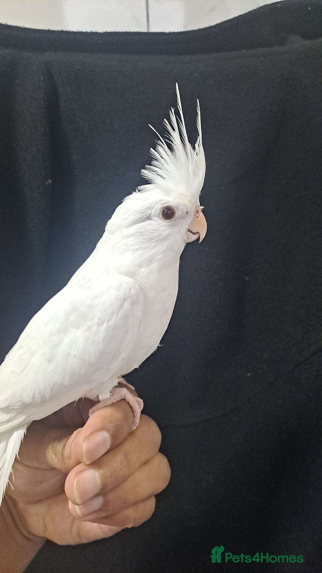 Cockatiels birds for sale: Silly hand tamed baby cockatiels for sale  - Image 8