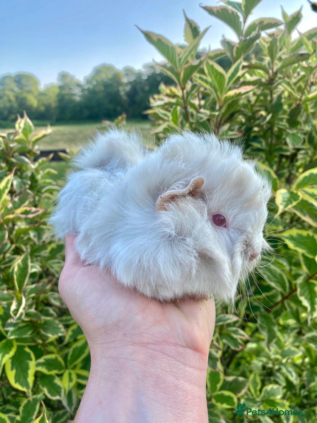 Guinea Pig rodents for sale: Long haired Guinea Pigs For Sale - Image 5
