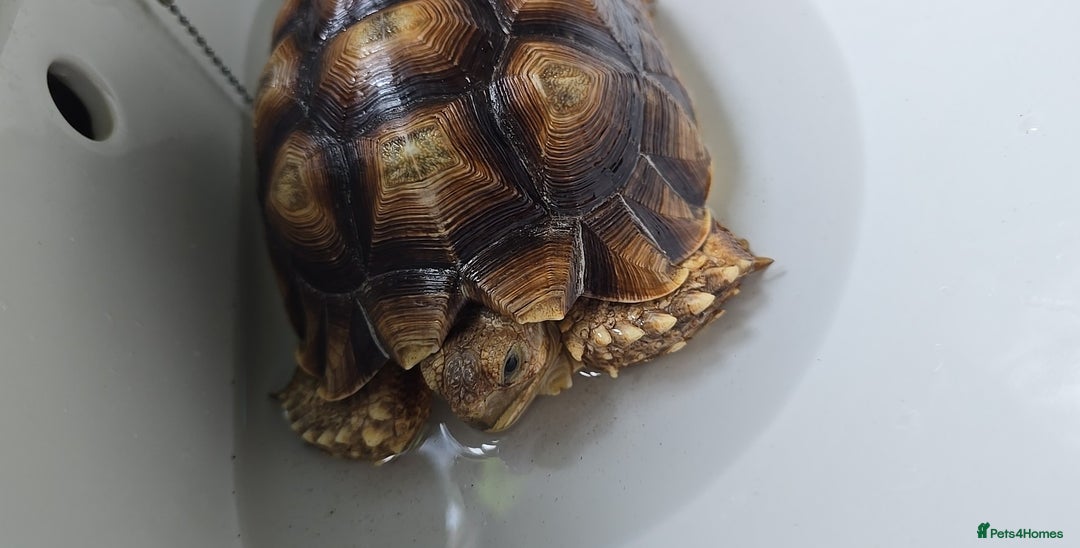 Tortoise reptiles for sale: 3 year old Sulcata Tortoise  - Image 2