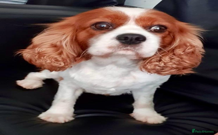 Cavalier King Charles Spaniel dogs - Advert 11
