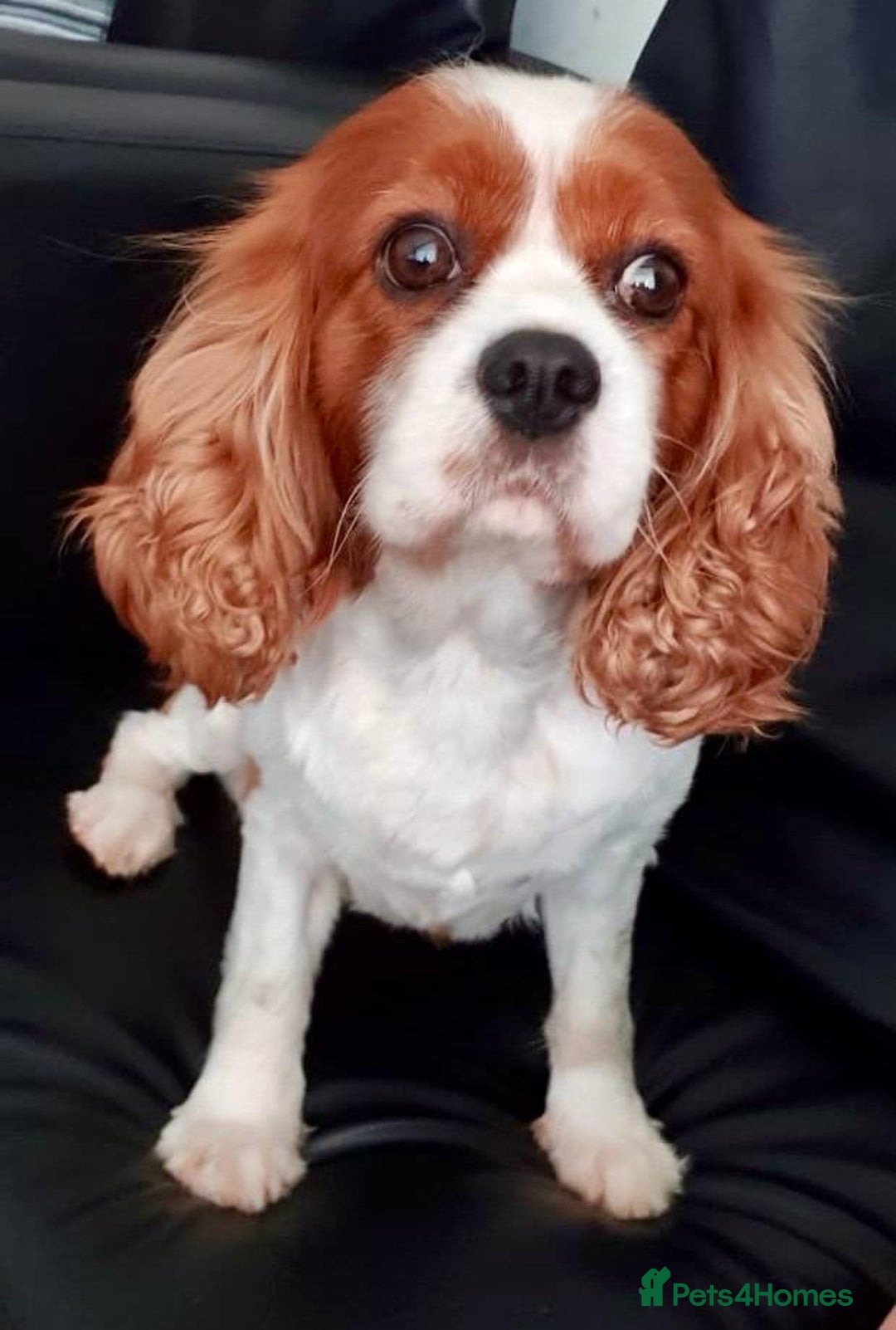 Cavalier King Charles Spaniel dogs for sale: Tiny Cavalier boy  - Image 1
