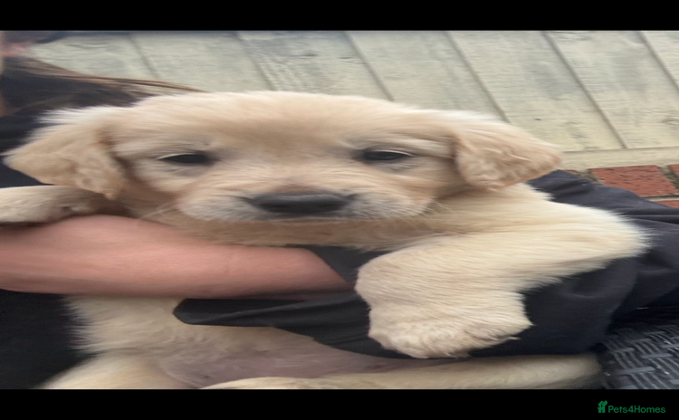 Golden Retriever dogs - Advert 2