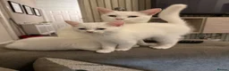 Mixed Breed cats for sale: White kittens for sale  - Advert 8