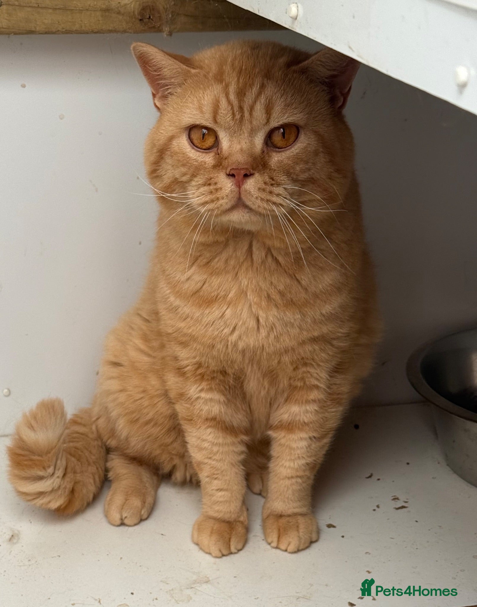 British Shorthair cats GCCF Active British Shorthair Red Male - Advert 2