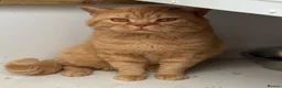 British Shorthair cats for sale: GCCF Active British Shorthair Red Male - Advert 1