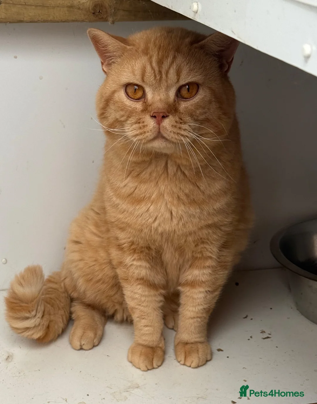 British Shorthair cats for sale: GCCF Active British Shorthair Red Male - Advert 1