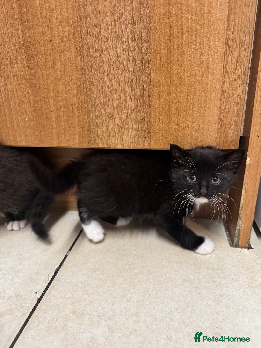 Mixed Breed cats for sale: Kittens  - Advert 5