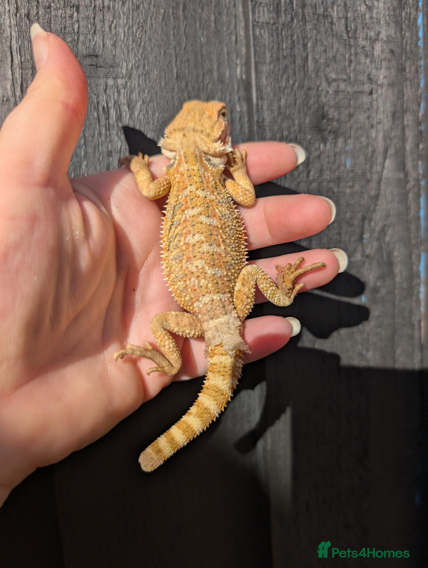 Bearded Dragon reptiles for sale: Baby bearded dragons - Advert 16
