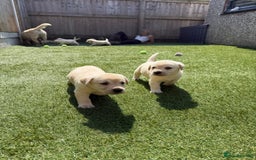 Labrador Retriever dogs for sale: ✨ Stunning chunky Labrador puppies ✨ - Image 8