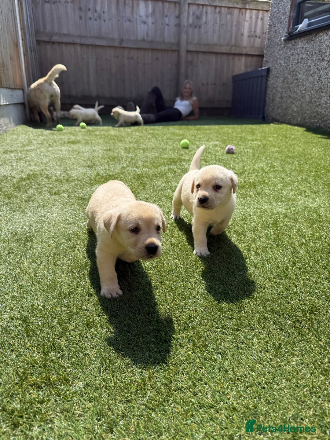Labrador Retriever dogs for sale: ✨ Stunning chunky Labrador puppies ✨ - Image 8
