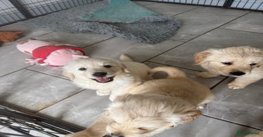 Golden Retriever dogs - Advert 6