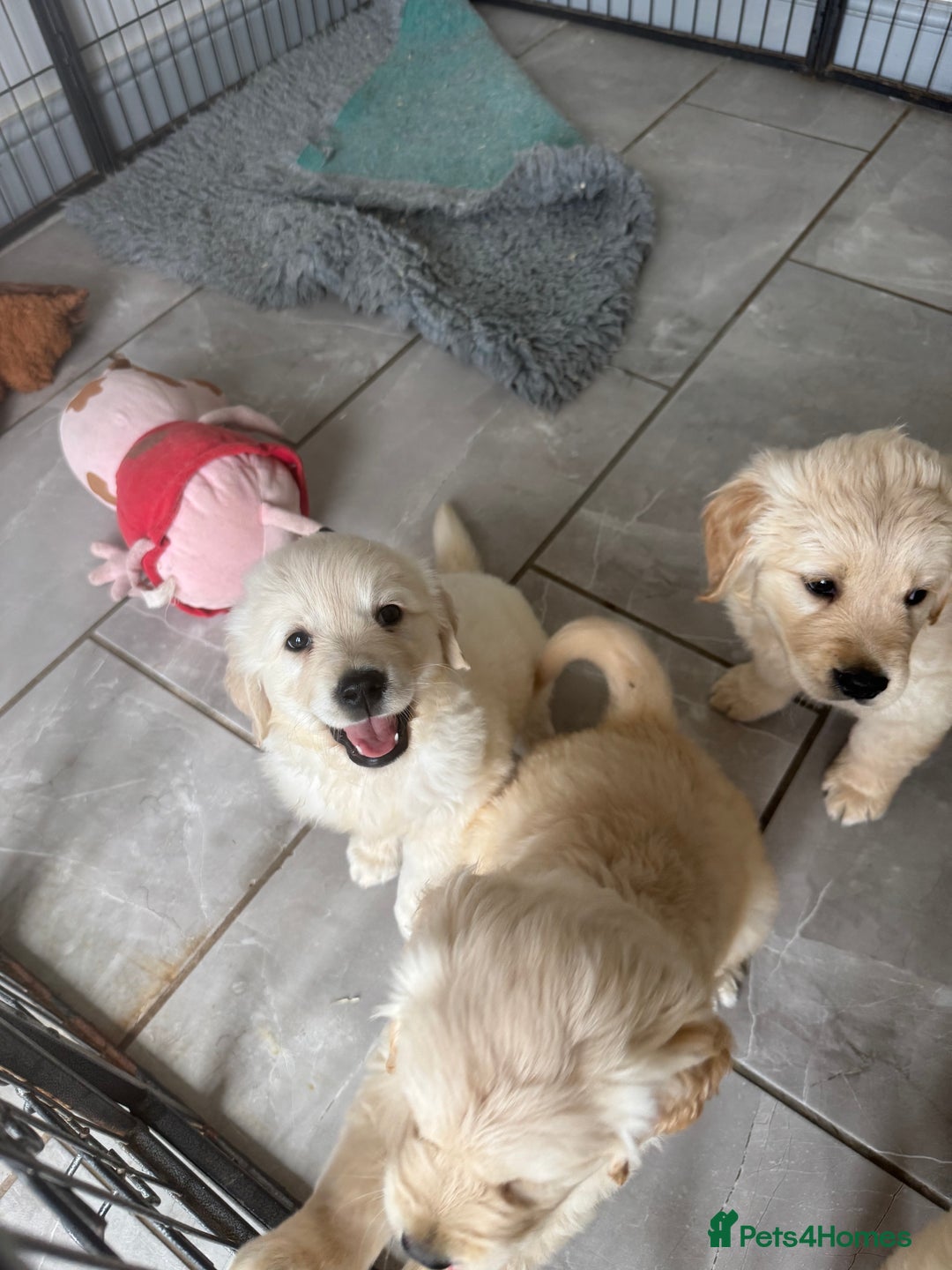 Golden Retriever dogs for sale: Gorgeous Golden Retrievers 8 weeks old H/Tested  - Image 3