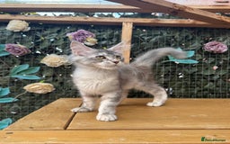 Maine Coon cats for sale: Russian bloodline Maine Coon Kittens 20+Gen! 🏆 - Image 39