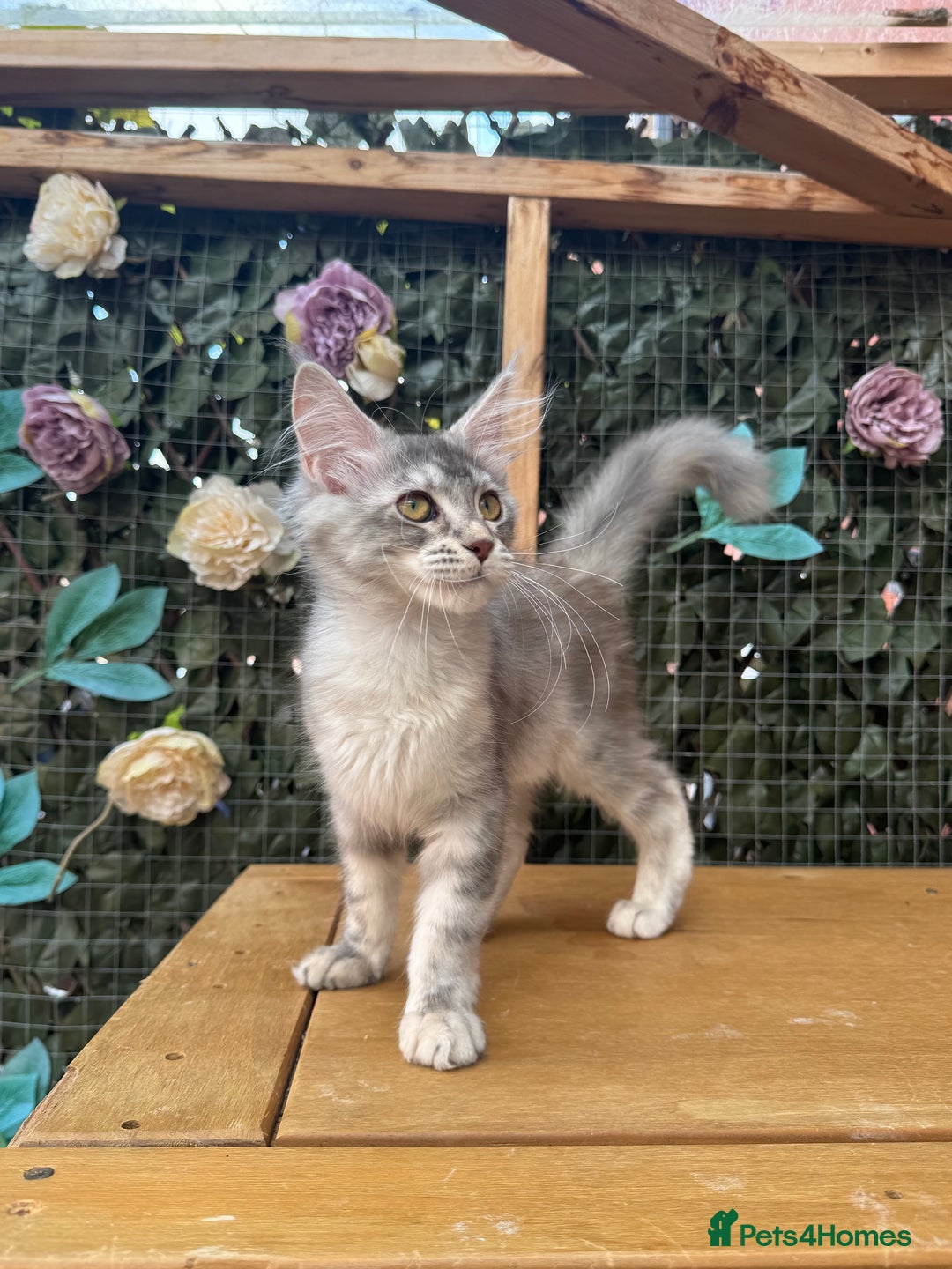 Maine Coon cats for sale: Russian bloodline Maine Coon Kittens 20+Gen! 🏆 - Image 39