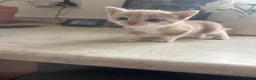 Mixed Breed cats for sale: Kittens Looking for Their Forever Homes 🐱❤️ in Gloucester - Advert 24