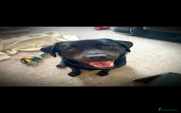 Mixed Breed dogs for sale: Black Lab/Staffy - Image 1