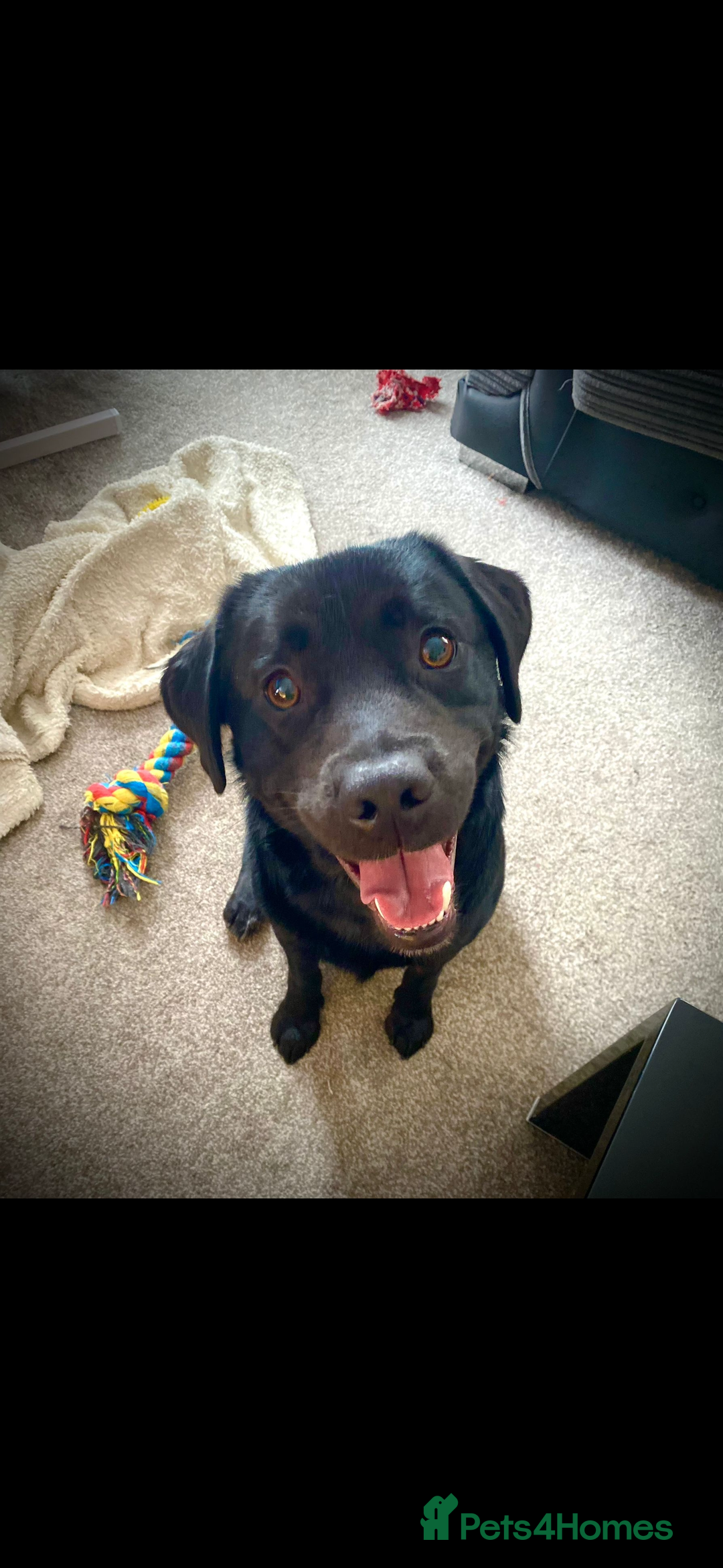 Mixed Breed dogs for sale: Black Lab/Staffy - Image 1