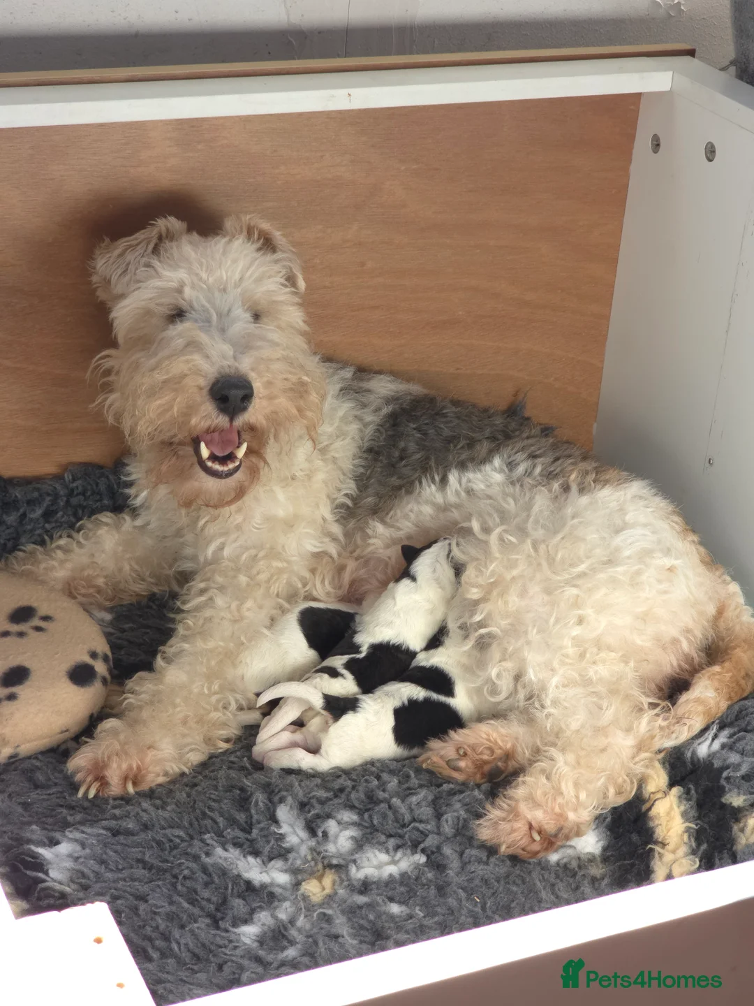 Fox Terrier dogs for sale: Beautiful KC litter of ( 3 boys )  in Wisbech - Advert 2