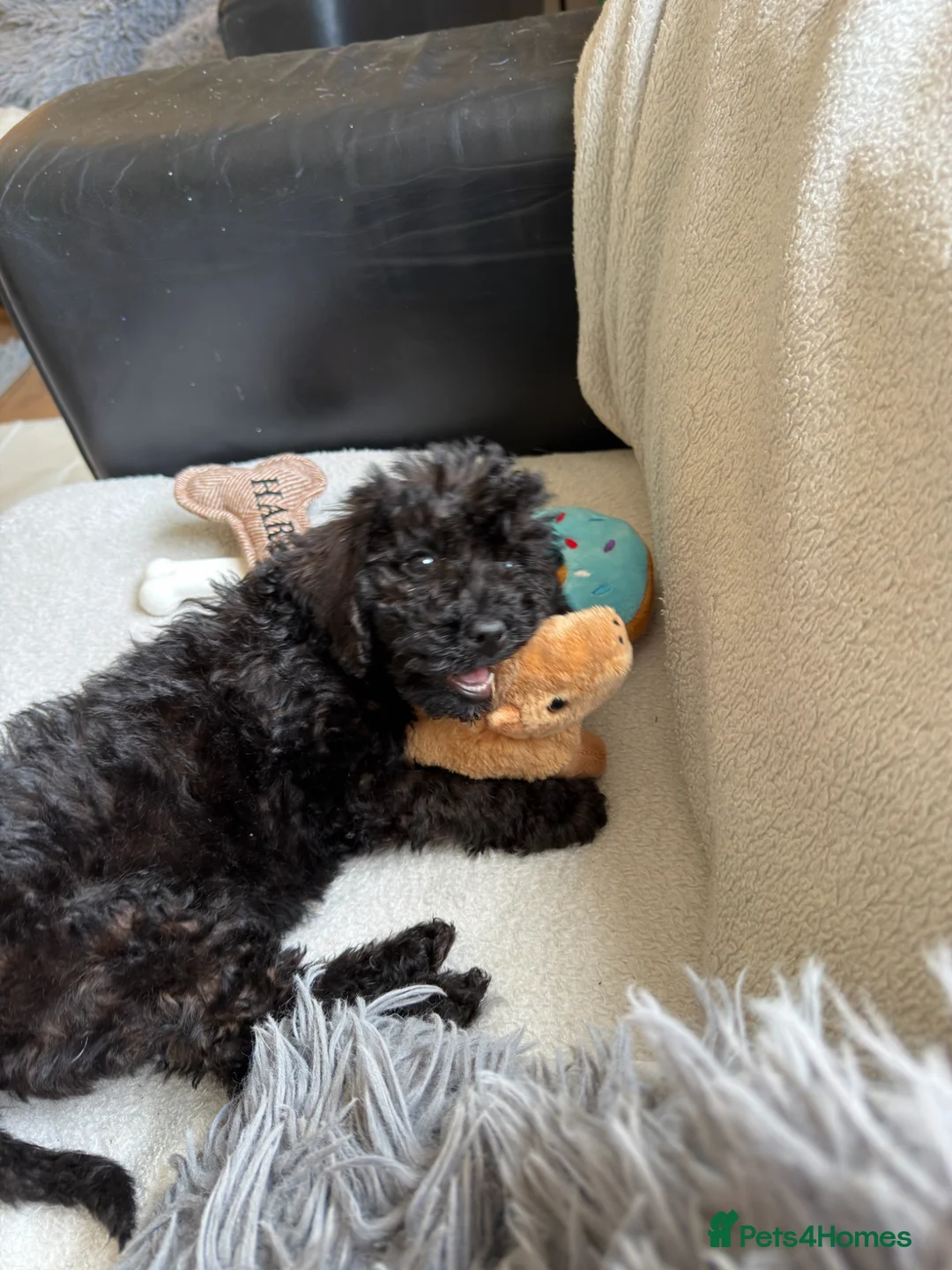 Cockapoo dogs for sale: Black Cockapoo 10 Weeks Old  in Manchester - Advert 2